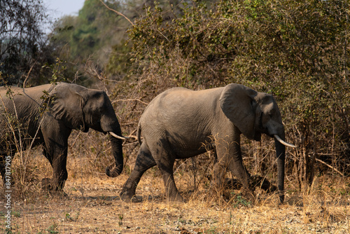 Photography View of the African elephants in the forest