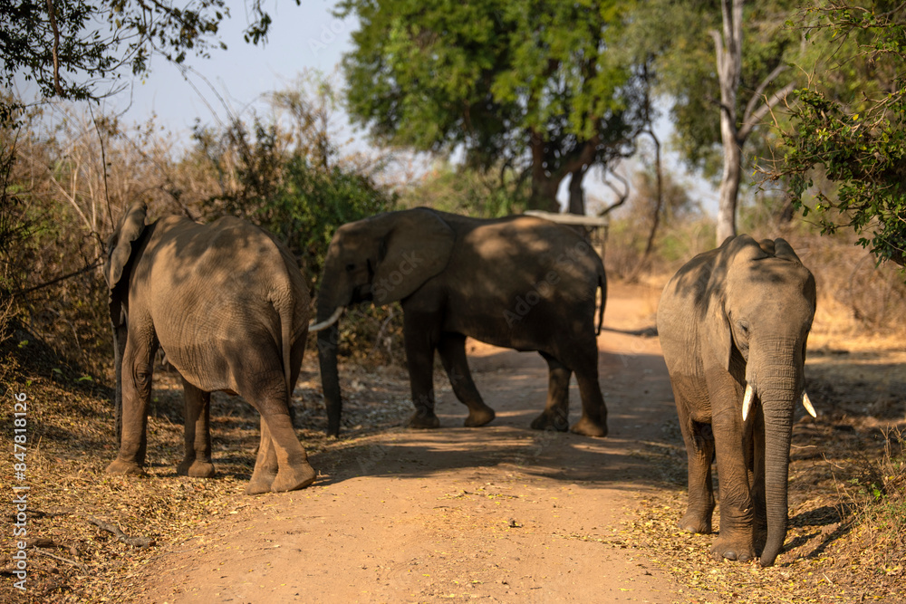 View of the African elephants in the forest View of the African elephants in the forest