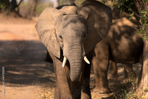 Canvas Print View of the African elephants in the forest
