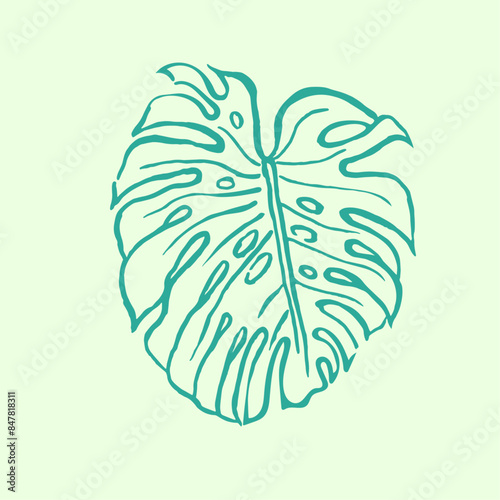  Monstera ,green leaves , hand  drawn illustration of plants, greenery , tropical exotic leaf for Hawaii style wallpaper, floral elements, botanical 