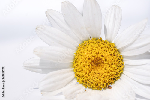 Close-up of a daisy on a white background. Macro.
