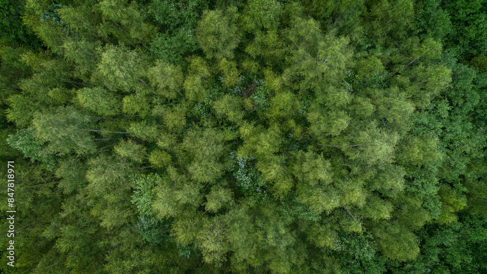 Fototapeta premium A lush green forest with many trees and a few bushes. The forest is full of life and he is a peaceful and serene place