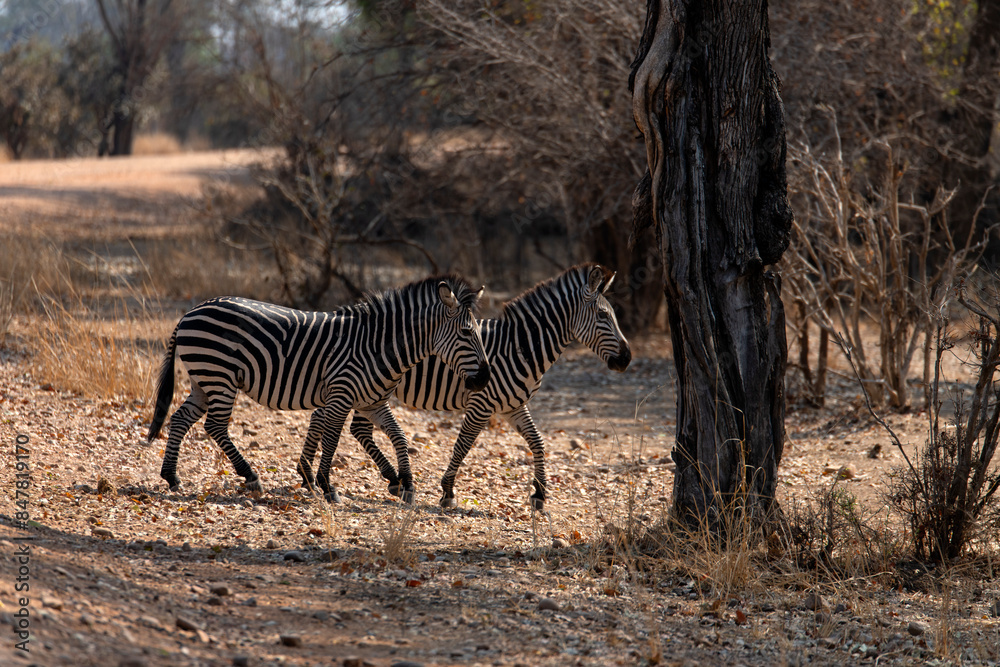 Obraz premium View of the zebras crossing the road