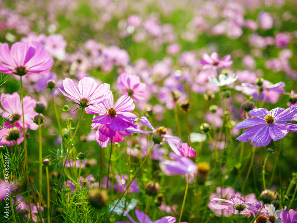 Close-up of beautiful cosmos flowers at cosmos field in moring sunlight. amazing of close-up of cosmos flower. nature flower background. Close-up of beautiful cosmos flowers at cosmos field in moring sunlight. amazing of close-up of cosmos flower. nature flower background.