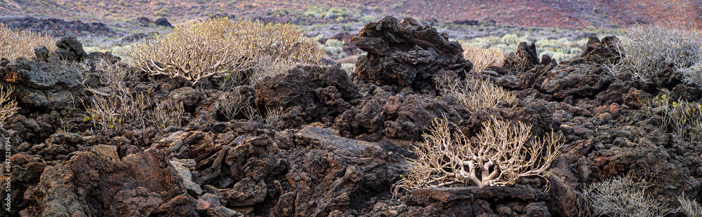 Bushes of Balsam Spurge growing on lava fields in volcanic stones on Tenerife Island, panoramic landscape. Endemic flora and succulents plants from the Canary Islands. Bushes of Balsam Spurge growing on lava fields in volcanic stones on Tenerife Island, panoramic landscape. Endemic flora and succulents plants from the Canary Islands.