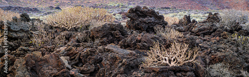 Bushes of Balsam Spurge growing on lava fields in volcanic stones on Tenerife Island, panoramic landscape. Endemic flora and succulents plants from the Canary Islands. photo