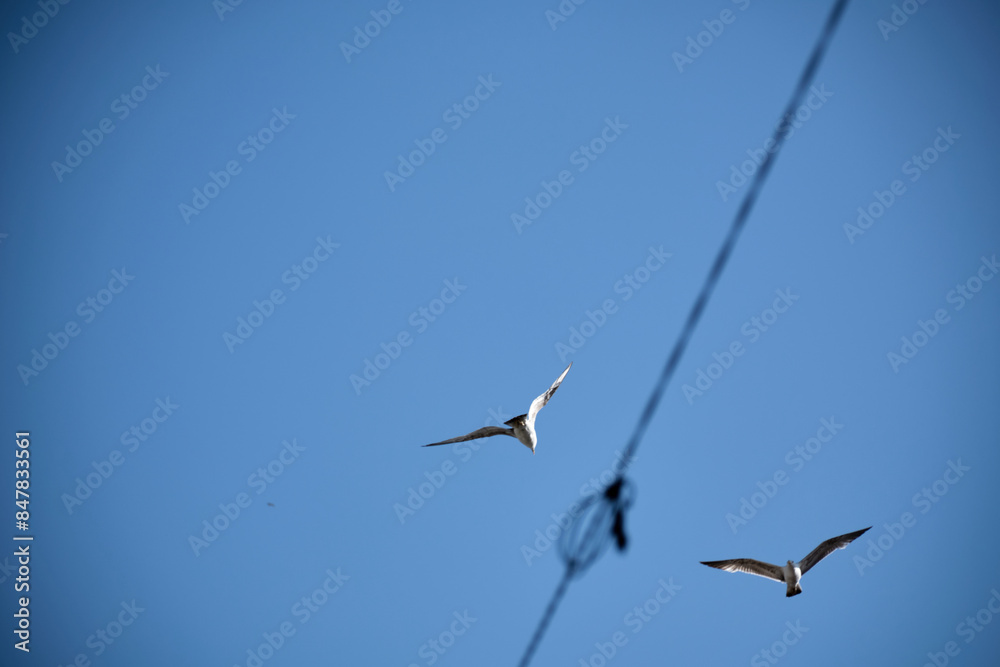Obraz premium seagulls flying in opposite direction