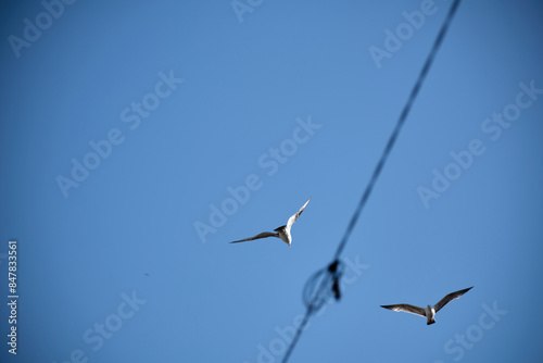 seagulls flying in opposite direction
