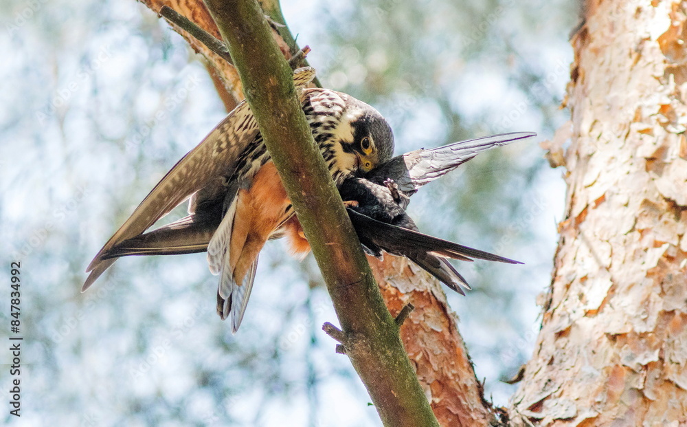 Fototapeta premium Hobby caught a swift for lunch