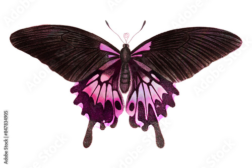 Pink butterfly with a white border sticker