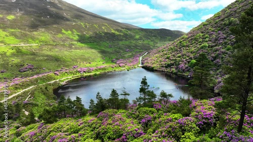 Ireland Epic Locations low drone shot flying through trees and pink rhododendrons slowly to Bay Lough beauty spot in Tipperary on a sunny summer morning photo