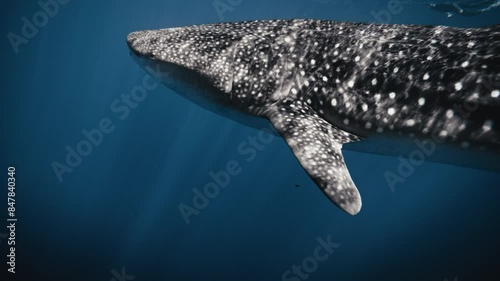 Sideview of head of whale shark swimming in calm peaceful deep blue waters in slow motion