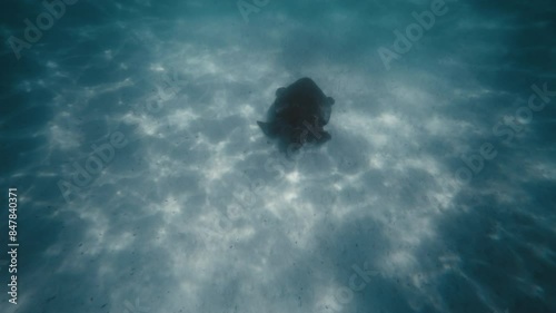 Turtle swims along sandy bottom feeding underwater in Exmouth Australia photo