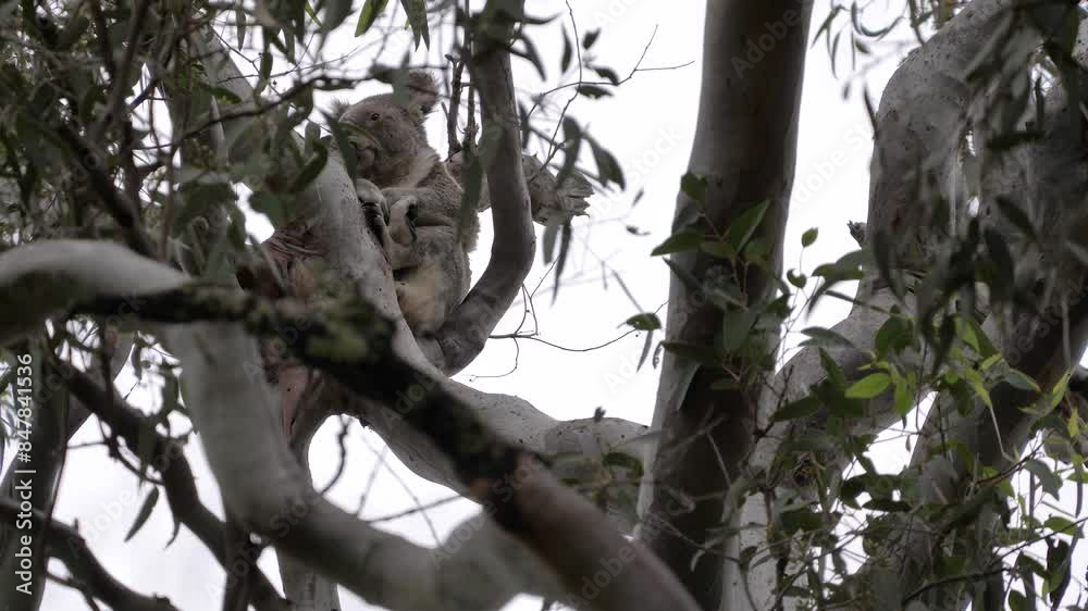 Australian Koala perched in a Eucalyptus tree wakes up and looks around before going back to sleep. Natural wildlife animal behaviour Australian Koala perched in a Eucalyptus tree wakes up and looks around before going back to sleep. Natural wildlife animal behaviour