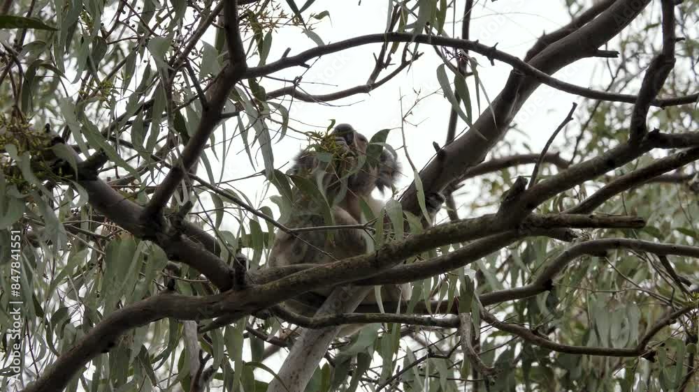 Australian iconic Koala hidden amongst the branches of an Eucalyptus tree eating the leaves. Natural wildlife animal behaviour Australian iconic Koala hidden amongst the branches of an Eucalyptus tree eating the leaves. Natural wildlife animal behaviour