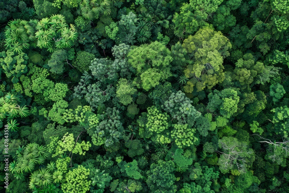 Aerial view of lush, dense tropical forest canopy Aerial view of lush, dense tropical forest canopy