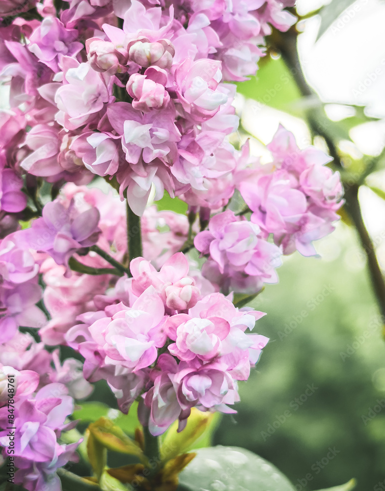 Spring branch with clammy locust (Robinia Viscosa or Robinia hispida ) flowers. Blooming pink acacia bunch with rain drops close up. Macro abstract soft floral background Spring branch with clammy locust (Robinia Viscosa or Robinia hispida ) flowers. Blooming pink acacia bunch with rain drops close up. Macro abstract soft floral background