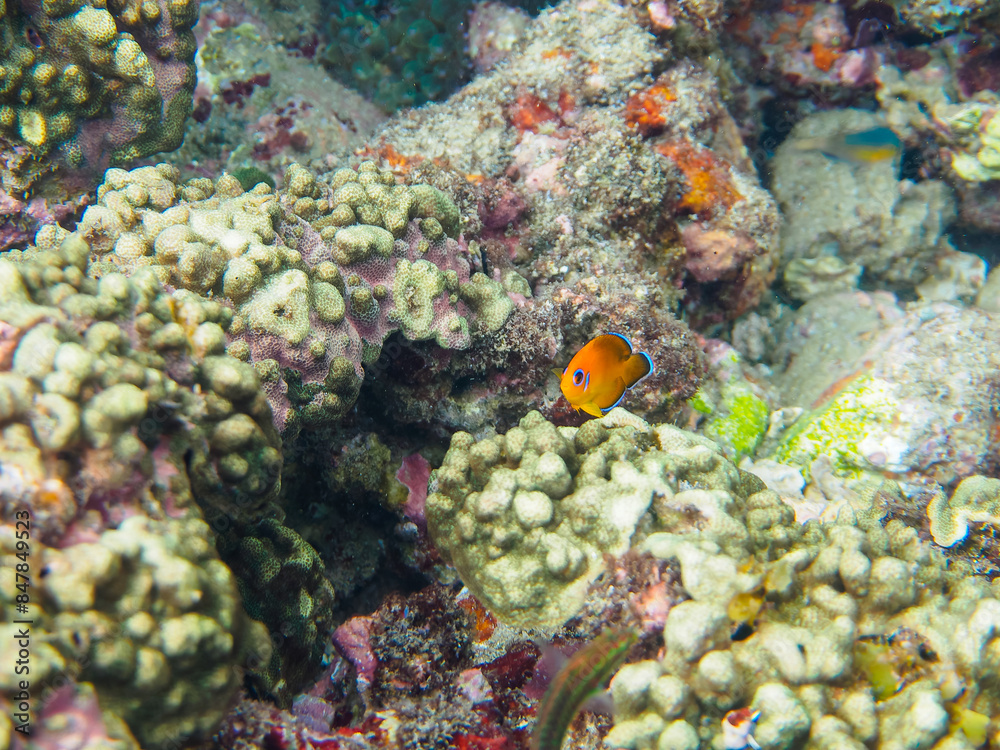Fototapeta premium 美しいサンゴと可愛いコガネヤッコ（キンチャクダイ科）の幼魚他。日本国静岡県伊豆半島賀茂郡南伊豆町中木から渡し船で渡るヒリゾ浜にて。 2022年10月水中撮影。Beautiful corals and lovely juvenile Lemonpeel Angelfish (Centropyge flavissima) and others. 