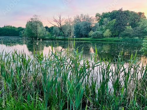 Purple sky reflection on the water surface, lake in park, silhouettes of the trees reflection 