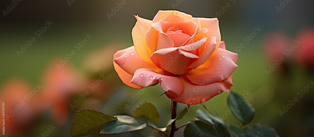 rose close up view in the garden. Creative banner. Copyspace image rose close up view in the garden. Creative banner. Copyspace image