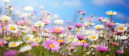 Fleabane of wildflowers in early summer. Creative banner. Copyspace image