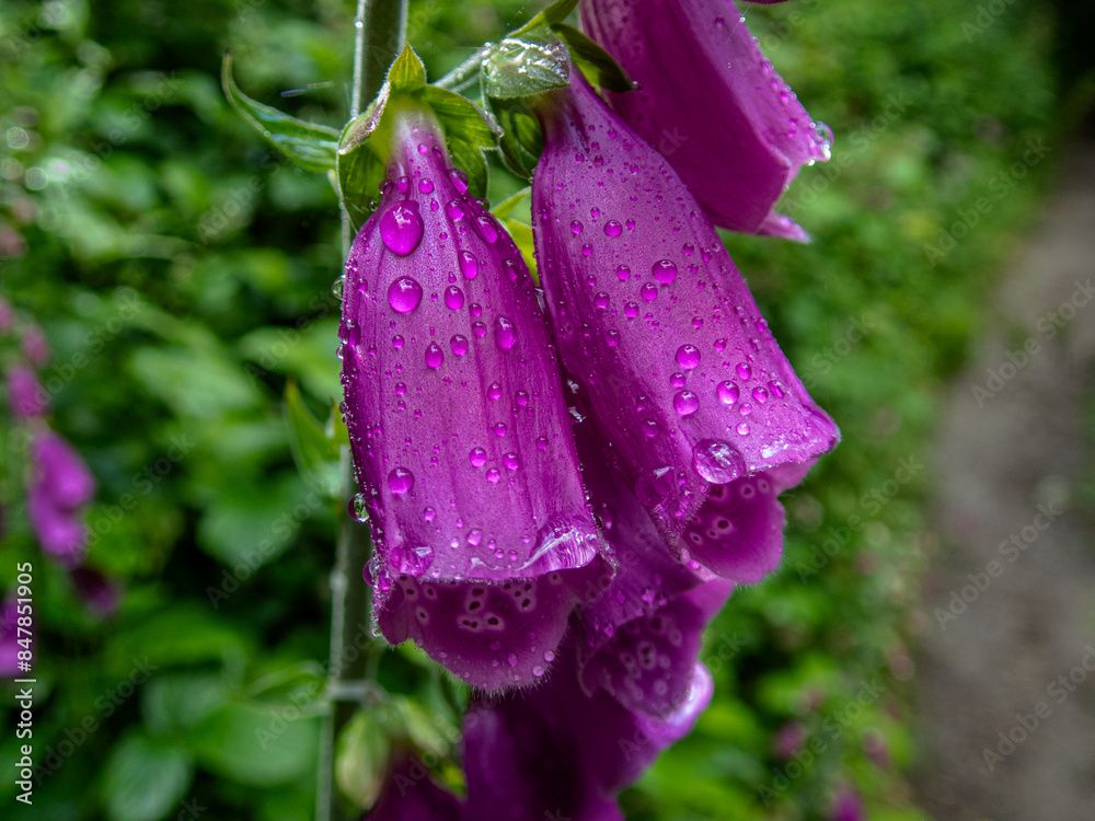 Foxgloves and Raindrops in a Cornish Forest. Foxgloves and Raindrops in a Cornish Forest.