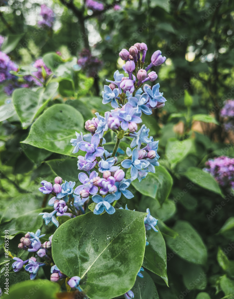 Plants and flowers of the home garden. Plants and flowers of the home garden.