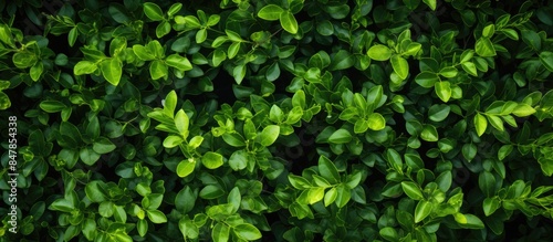 Green small leaves on the branches of a bush. Creative banner. Copyspace image