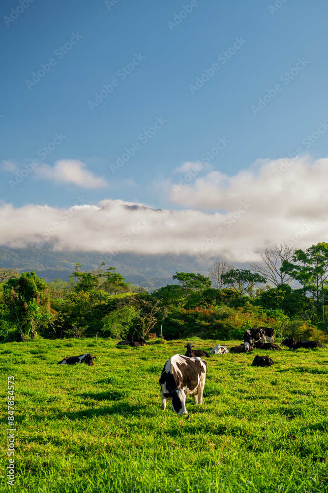 Obraz premium Black and white Holstein cows are grazing on a cold summer morning on a meadow in Chiriqui highlands, Panama - stock photo
