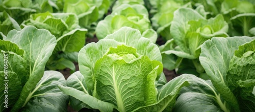 Chinese cabbage in a vegetable garden. Creative banner. Copyspace image
