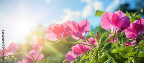 sweet pea flower on a warm summer day. Creative banner. Copyspace image