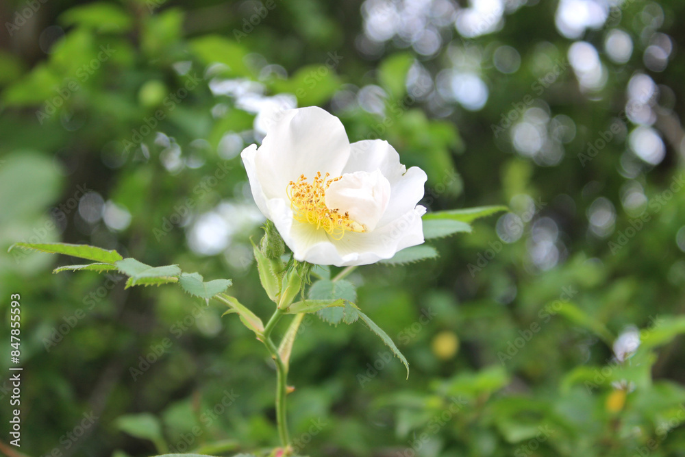 Obraz premium Rosehip flower close up