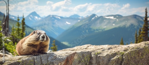Hoary Marmot In the Canadian Rocky mountains. Creative banner. Copyspace image photo