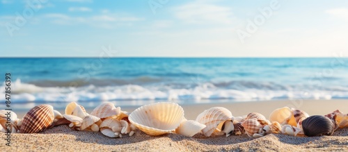 sea shells with sand as background. Creative banner. Copyspace image