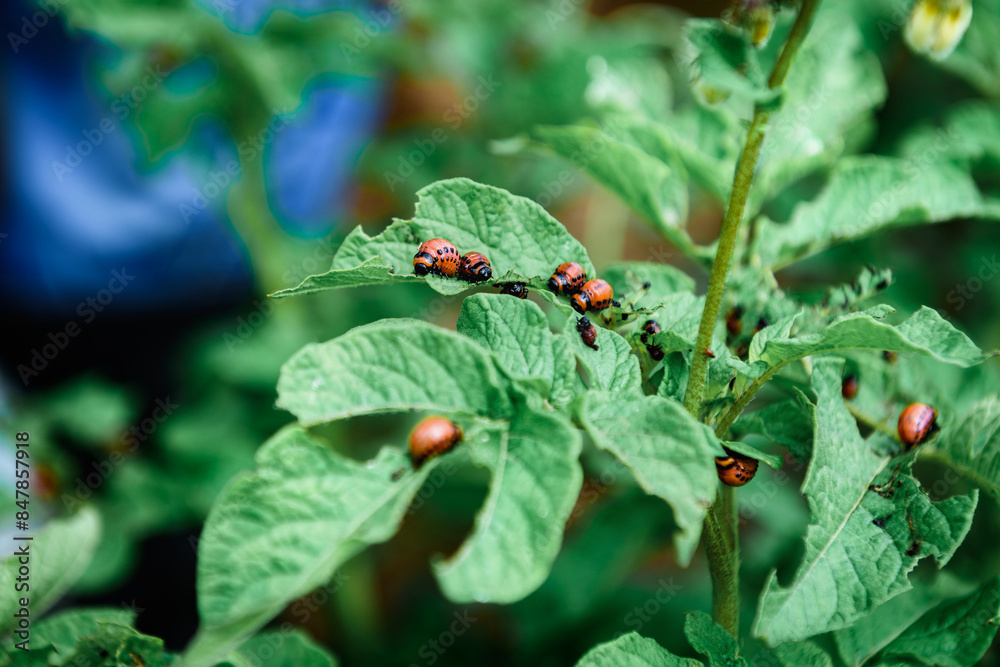 Fototapeta premium The Colorado potato beetle on potato leaves destroys potato plants.