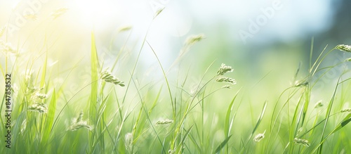 Blur background Beautiful grass swaying in the summer. Creative banner. Copyspace image