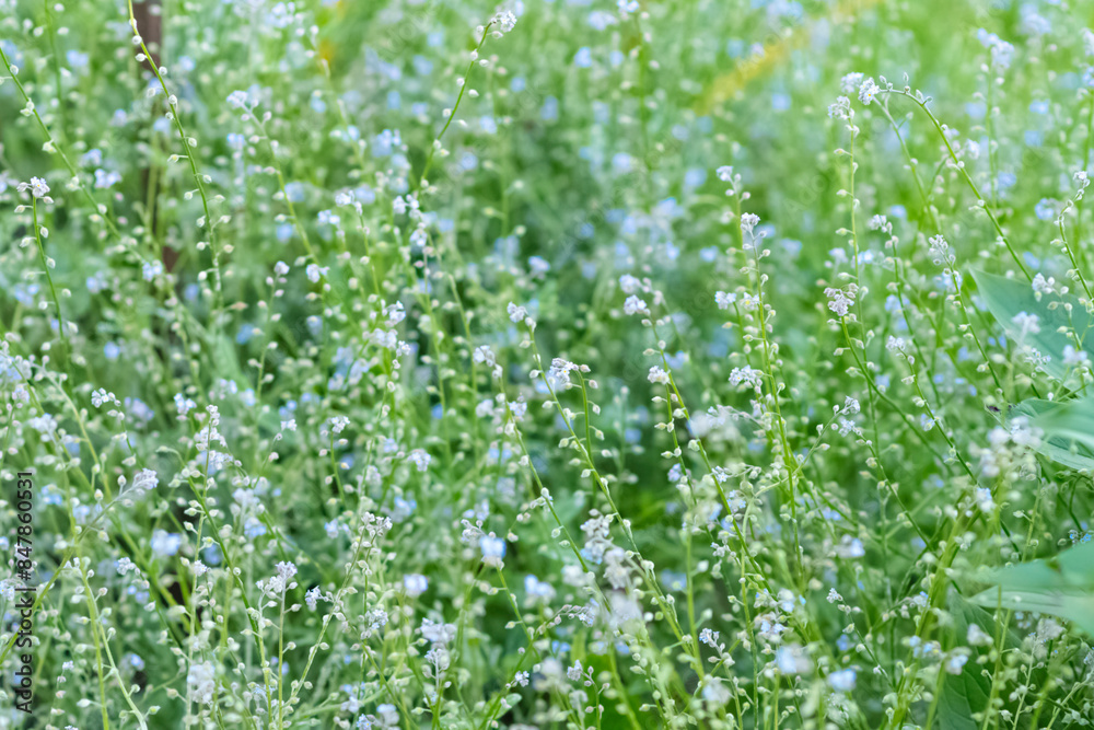 Fresh garden flowers blooming, bokeh backgrounds, Summer background image, selective focus Fresh garden flowers blooming, bokeh backgrounds, Summer background image, selective focus
