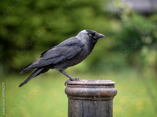 Jackdaw perched in  a garden photo