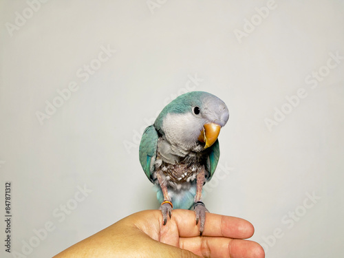 Fototapeta Monk parakeet (Myiopsitta monachus) or quaker parrot problem feathers sitting on