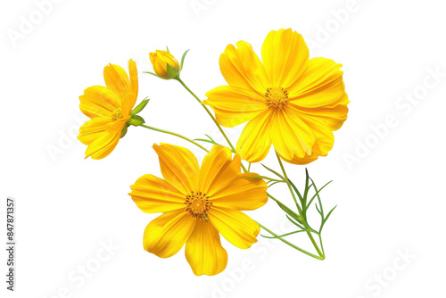 Yellow Cosmos Flowers in Bloom Against a White Background