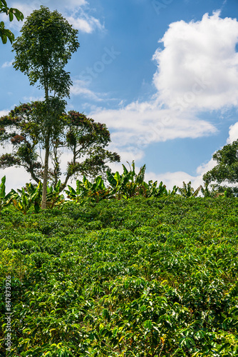 Coffee Farm in Colombia