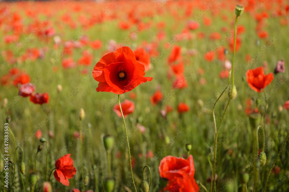 View of Poppy flowers during spring time, Lower Silesia, Poland