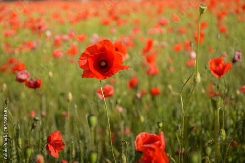 Obraz na płótnie View of Poppy flowers during spring time, Lower Silesia, Poland w salonie