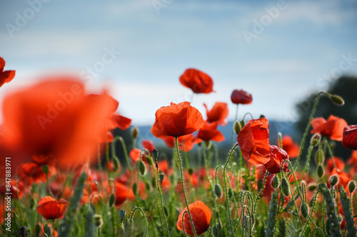 View of Poppy flowers during spring time, Lower Silesia, Poland