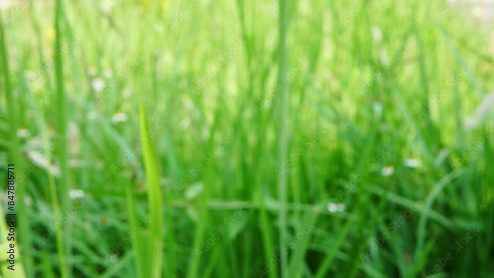 Abstract beautiful blur natural meadow grass slowly swayed by wind blow abstract background. Defocused leaves and soft sunlight. Abstract beautiful blur natural meadow grass slowly swayed by wind blow abstract background. Defocused leaves and soft sunlight.
