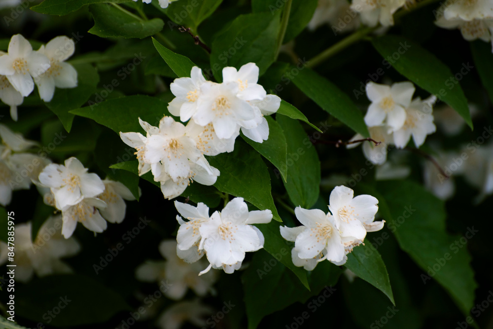 white flowers in the garden white flowers in the garden