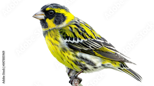 Male siskin isolated on transparent background