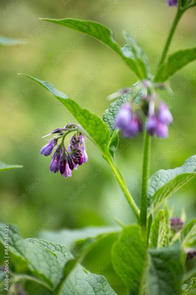 flowers of a lavender on a green background flowers of a lavender on a green background