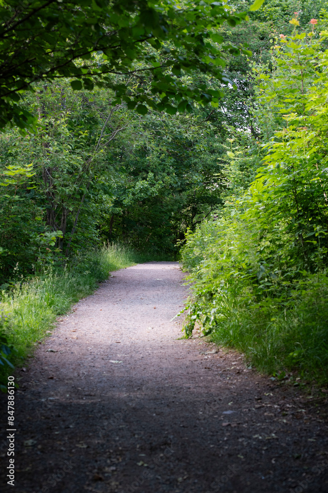 Fototapeta premium path in the forest
