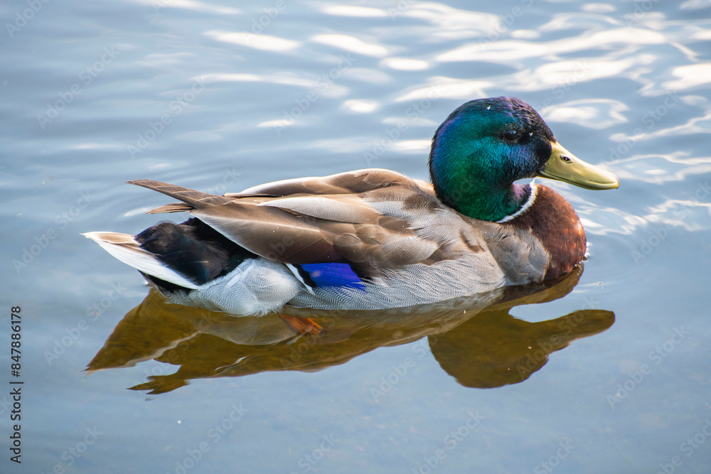 Obraz premium duck on the water